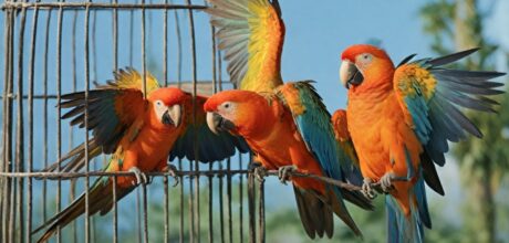 Como adaptar pássaros de cativeiro para voo livre com sucesso