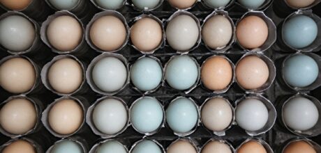 Temperatura ideal para incubação de ovos de pássaros: guia completo