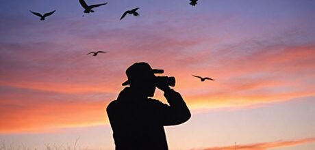 Como observar pássaros durante o pôr do sol: guia completo