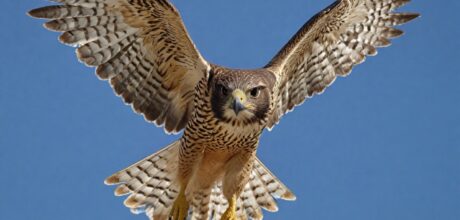 Como fotografar aves de rapina em voo: guia completo