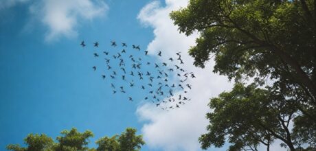 Espécies de aves migratórias que passam pelo Brasil