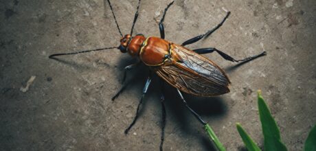 Insetos Exóticos e Suas Histórias Fascinantes: Atrações e Mistérios da Natureza