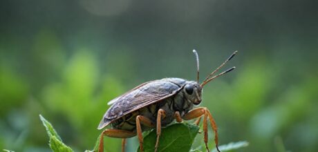 Como criar armadilhas caseiras eficazes para estudar insetos detalhadamente