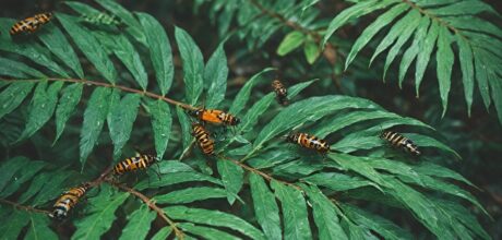 Insetos Endêmicos das Florestas Tropicais Brasileiras: Diversidade e Importância Ecológica