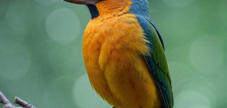 Fotografando Pássaros: Dicas para Capturar Imagens Impressionantes de Fauna Silvestre