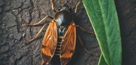 Insetos que Possuem Estratégias de Defesa Inusitadas para Sobreviver na Natureza