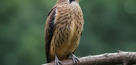 Os Pássaros Mais Longos do Mundo: Conhecendo os Gigantes Emplumados