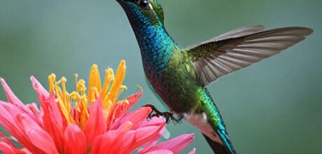 Beija-flor-tesoura: Um Show de Cores e Acrobacias no Céu