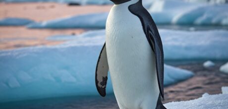 Pinguim: As Aves Marinhas Incrivelmente Adaptadas ao Gelo Antártico