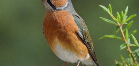 Guia Completo para Registrando Observações de Pássaros: Caderno de Campo e Aplicativos