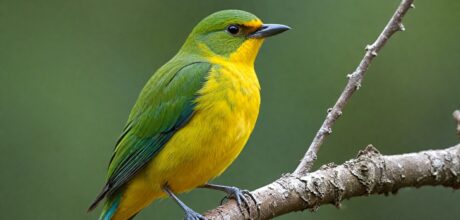 Descobrindo as Joias da Fauna: Pássaros Endêmicos do Brasil e Suas Características Únicas