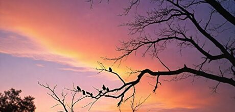 Por que aves cantam ao amanhecer e o que isso significa
