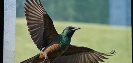 Por que aves atacam janelas e como evitar acidentes