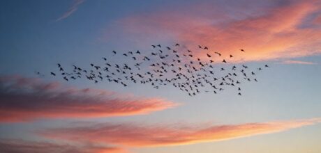 Por que aves voam em formação e como isso as beneficia