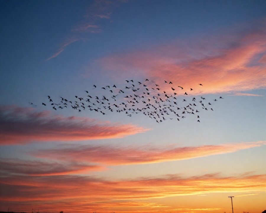 Por que aves voam em formação e como isso as beneficia