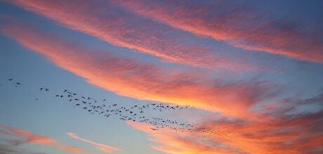 Como aves se orientam durante migrações longas