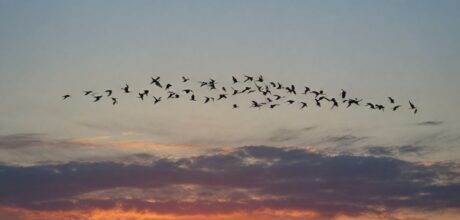 Andorinhas como símbolo de esperança e renovação