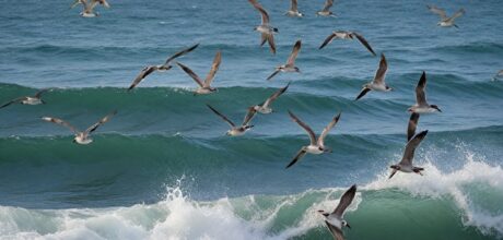 Comportamento de aves marinhas: estratégias e curiosidades
