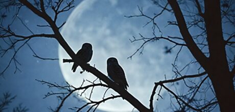 Hábitos noturnos das aves: como elas se comportam à noite