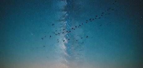 Como as aves se orientam: segredos da navegação natural