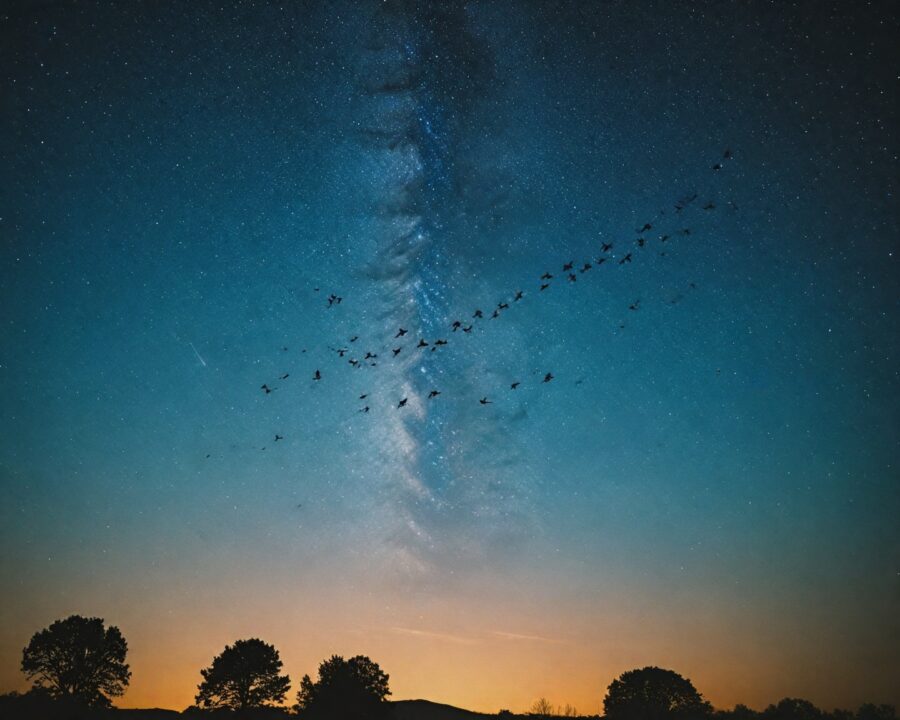 Como as aves se orientam: segredos da navegação natural