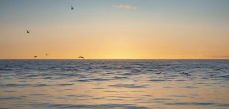 Aves Aquáticas Marinhas do Litoral: Conheça suas Espécies